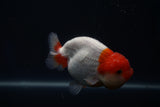 Lionchu  Red White 4 Inch (ID#412R11c-100) Free2Day SHIPPING