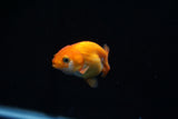 Baby Ranchu  Red White 3 Inch (ID#423R9b-26) Free2Day SHIPPING