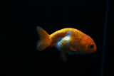 Baby Ranchu  Red White 3 Inch (ID#423R9b-26) Free2Day SHIPPING