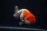 Lionchu  Red White 4.5 Inch (ID#412R11c-104) Free2Day SHIPPING
