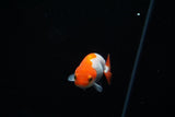 Baby Ranchu  Red White 2.5 Inch (ID#423R9b-28) Free2Day SHIPPING