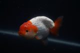 Lionchu  Red White 4 Inch (ID#416R11c-99) Free2Day SHIPPING
