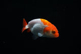 Baby Ranchu  Red White 2.5 Inch (ID#423R9b-28) Free2Day SHIPPING