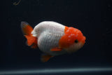 Lionchu  Red White 4 Inch (ID#416R11c-99) Free2Day SHIPPING