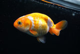 Baby Ranchu  Red White 3 Inch (ID#423R9b-29) Free2Day SHIPPING