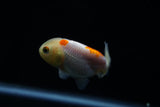 Baby Ranchu  Red White 2.5 Inch (ID#423R9b-31) Free2Day SHIPPING