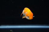 Baby Ranchu  Red White 2.5 Inch (ID#423R9b-32) Free2Day SHIPPING