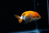 Baby Ranchu  Red White 2.5 Inch (ID#423R9b-32) Free2Day SHIPPING
