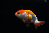 Baby Ranchu  Red White 3 Inch (ID#423R9b-33) Free2Day SHIPPING