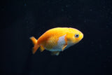 Baby Ranchu  Red White 2.5 Inch (ID#423R9b-36) Free2Day SHIPPING