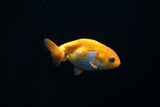 Baby Ranchu  Red White 2.5 Inch (ID#423R9b-36) Free2Day SHIPPING
