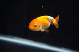 Baby Ranchu  Red White 2.5 Inch (ID#419R9b-37) Free2Day SHIPPING