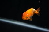 Baby Ranchu  Red White 2.5 Inch (ID#419R9b-37) Free2Day SHIPPING