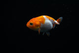 Baby Ranchu  Red White 3 Inch (ID#419R9b-38) Free2Day SHIPPING