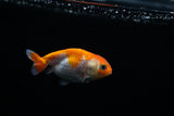 Baby Ranchu  Red White 3 Inch (ID#419R9b-38) Free2Day SHIPPING