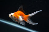 Ryukin Longtail Red White 4 Inch (ID#423Ry7a-9) Free2Day SHIPPING