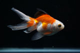 Ryukin Longtail Red White 4 Inch (ID#423Ry7a-9) Free2Day SHIPPING