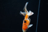 Ryukin Longtail Calico 4.5 Inch (ID#423Ry7a-10) Free2Day SHIPPING
