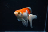 Ryukin Longtail Red White 4 Inch (ID#423Ry7a-13) Free2Day SHIPPING