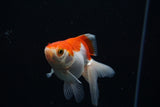 Ryukin Longtail Red White 4 Inch (ID#423Ry7a-13) Free2Day SHIPPING