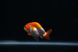Baby Ranchu  Red White 2.5 Inch (ID#322R9b-45) Free2Day SHIPPING