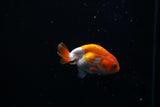 Baby Ranchu  Red White 2.5 Inch (ID#322R9b-45) Free2Day SHIPPING