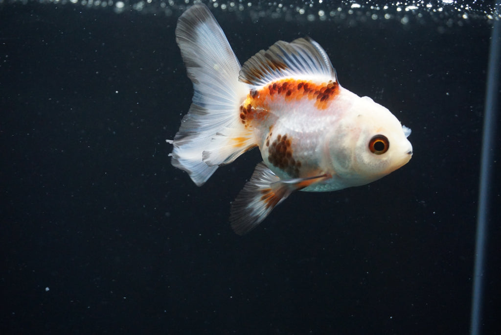 Thai Oranda Tricolor – King Koi And Goldfish