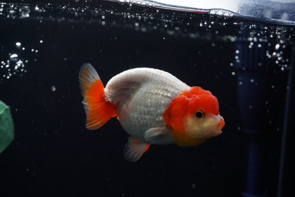 Thai Oranda Tricolor – King Koi and Goldfish