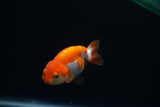 Baby Ranchu  Red White 3 Inch (ID#326R9b-42) Free2Day SHIPPING