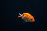 Baby Ranchu  Red White 3 Inch (ID#326R9b-42) Free2Day SHIPPING