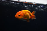 Baby Ranchu  Red White 3 Inch (ID#326R9b-44) Free2Day SHIPPING