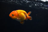 Baby Ranchu  Red White 3 Inch (ID#326R9b-44) Free2Day SHIPPING