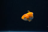 Baby Ranchu  Red White 2.5 Inch (ID#326R9b-47) Free2Day SHIPPING