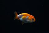Baby Ranchu  Red White 2.5 Inch (ID#326R9b-47) Free2Day SHIPPING
