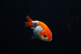 Baby Ranchu  Red White 2.5 Inch (ID#326R9b-48) Free2Day SHIPPING