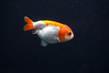 Baby Ranchu  Red White 2.5 Inch (ID#326R9b-48) Free2Day SHIPPING