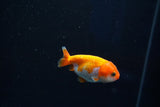 Baby Ranchu  Red White 2.5 Inch (ID#326R9b-52) Free2Day SHIPPING