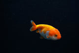 Baby Ranchu  Red White 2.5 Inch (ID#326R9b-52) Free2Day SHIPPING