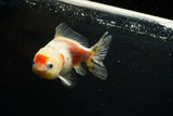 Yuan Bao Oranda  Calico 4 Inch (ID#719Yb10b-9) Free2Day SHIPPING