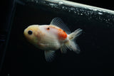 Yuan Bao Oranda  Calico 3.5 Inch (ID#723Yb10b-8) Free2Day SHIPPING