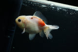 Yuan Bao Oranda  Calico 3.5 Inch (ID#723Yb10b-8) Free2Day SHIPPING