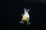 Yuan Bao Oranda  Calico 3.5 Inch (ID#723Yb10b-8) Free2Day SHIPPING