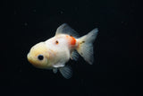 Yuan Bao Oranda  Calico 3.5 Inch (ID#723Yb10b-8) Free2Day SHIPPING