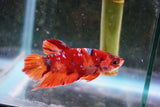 Nemo   Koi Plakat Male Betta (ID#510-M108) Free2Day SHIPPING