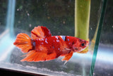 Nemo   Koi Plakat Male Betta (ID#510-M108) Free2Day SHIPPING