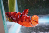 Nemo   Koi Plakat Male Betta (ID#510-M108) Free2Day SHIPPING