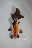 Butterfly  Tricolor 3 Inch (ID#419B2b-2) Free2Day SHIPPING