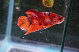 Nemo   Koi Plakat Male Betta (ID#510-M108) Free2Day SHIPPING