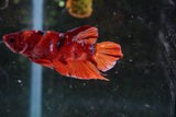 Nemo   Koi Plakat Male Betta (ID#510-M108) Free2Day SHIPPING