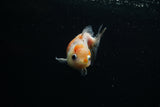 Yuan Bao Oranda  Calico 3 Inch (ID#723Yb10b-14) Free2Day SHIPPING